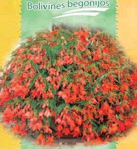 Bolivinės begonijos, svyrančios, oranžiniai „varpeliai“, žali lapeliai 'COPACABANA ORANGE F1' 10 granulių S. NAUJIENA 2024 m.