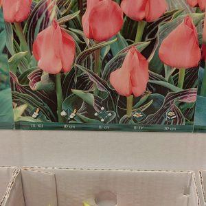 Tulpės žemos margais lapais, rožinės 'ORATORIO', po 1 svogūnėlį iš dėžės