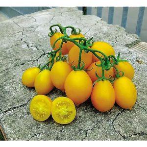 Pomidorai žemi, maži geltoni lašeliai 'PEARDROPS' 10 sėklų (MINI pakuotė)