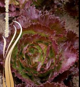 Gūžinės ledo salotos tamsiais raudonais pakraščiais 'DEREL' 0,5 g S.