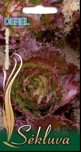 Gūžinės ledo salotos tamsiais raudonais pakraščiais 'DEREL' 0,5 g S. Gūžinės ledo salotos tamsiais raudonais pakraščiais 'DEREL' 0,5 g S.