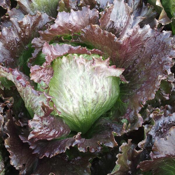 Gūžinės ledo salotos tamsiais raudonais pakraščiais 'DEREL' 0,5 g S. Gūžinės ledo salotos tamsiais raudonais pakraščiais 'DEREL' 0,5 g S.