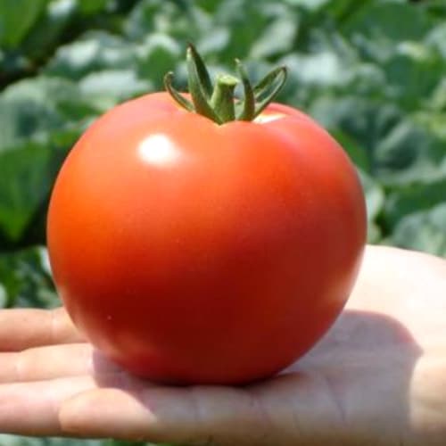 Pomidorai vidutiniškai ankstyvi, trumpais tarpubambliais, pakenčia temperatūros svyravimus, stambiais vaisiais 'BELLADONA F1' 10 sėklų S. NAUJIENA 2024 m. Pomidorai vidutiniškai ankstyvi, trumpais tarpubambliais, pakenčia temperatūros svyravimus, stambiais vaisiais 'BELLADONA F1' 10 sėklų S. NAUJIENA 2024 m.