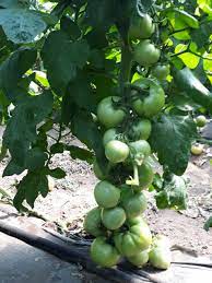 Pomidorai vidutiniškai ankstyvi, trumpais tarpubambliais, pakenčia temperatūros svyravimus, stambiais vaisiais 'BELLADONA F1' 10 sėklų S. NAUJIENA 2024 m. Pomidorai vidutiniškai ankstyvi, trumpais tarpubambliais, pakenčia temperatūros svyravimus, stambiais vaisiais 'BELLADONA F1' 10 sėklų S. NAUJIENA 2024 m.