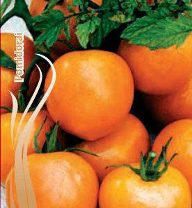 Pomidorai nehibridiniai, žemi, lauko, oranžiniai su raudonu minkštimu 'LOLEK' 0,2 g (Naudinga pakuotė) S.