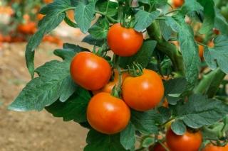 Pomidorai nehibridiniai, žemi, lauko, oranžiniai su raudonu minkštimu 'LOLEK' 0,2 g (Naudinga pakuotė) S. Pomidorai nehibridiniai, žemi, lauko, oranžiniai su raudonu minkštimu 'LOLEK' 0,2 g (Naudinga pakuotė) S.