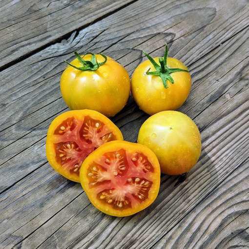 Pomidorai nehibridiniai, žemi, lauko, oranžiniai su raudonu minkštimu 'LOLEK' 0,2 g (Naudinga pakuotė) S. Pomidorai nehibridiniai, žemi, lauko, oranžiniai su raudonu minkštimu 'LOLEK' 0,2 g (Naudinga pakuotė) S.
