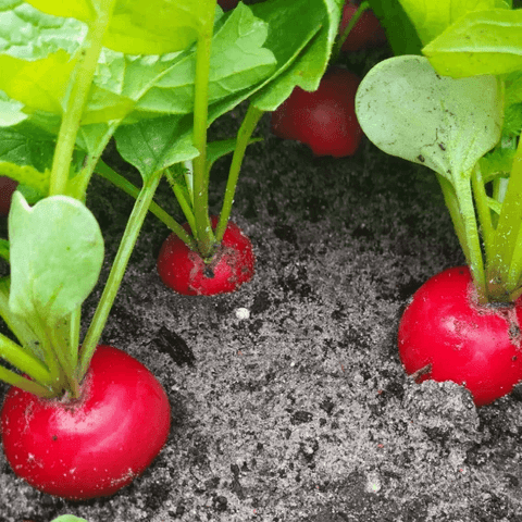 Ridikėliai ankstyvi, mažais lapais, dideli, iki 4 cm (pakaitalas 'Kaspar H') 'CESAR H' 2 g SG. Ridikėliai ankstyvi, mažais lapais, dideli, iki 4 cm (pakaitalas 'Kaspar H') 'CESAR H' 2 g SG.