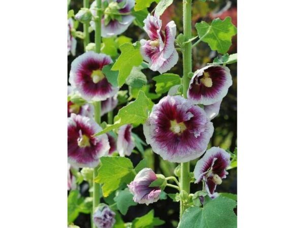 Piliarožės (Alcea) pilnavidurės, purpurinės su baltu 'CREME DE CASSIS' 1 vnt. NAUJIENA 2024 m.