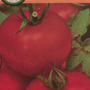Ankstyvi pomidorai, panašūs į 'Tamaris', atsparesni ligoms 'FLORENZIA F1' 10 sėklų PS.