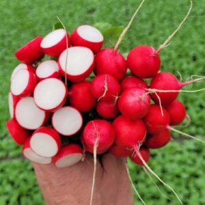 Ridikėliai labai ankstyvi, šiltnamiui bei laukui, atsparūs ligoms 'FLORELLA F1' 150 sėklų PS.