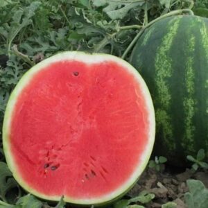 Arbūzai vidutinio ankstyvumo, dideli, saldūs, prisitaikantys prie klimato 'KARISTAN H' 100 sėklų (Didelė pakuotė)