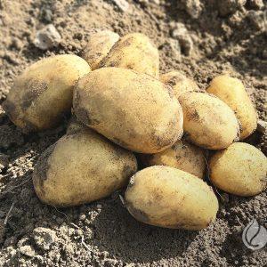 Emanuelle bulvės derlius