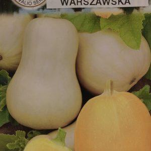 Cukinijos „spagetinės“, ankstyvos (būtina išbandyti) 'MAKARONOWA WARSZAWSKA' 10 sėklų PS. NAUJIENA 2023 m.