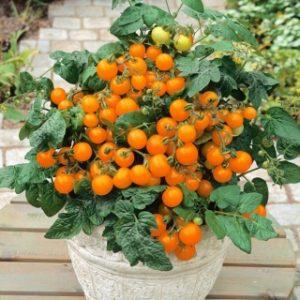 Pomidorai vazone, oranžiniai smulkūs 'VENUS' 0,1 g PS