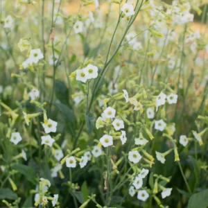 Kvapieji tabakai, balti žiedai, kvepia 'STARLIGHT DANCER' 50 sėklų A. NAUJIENA 2024 m.