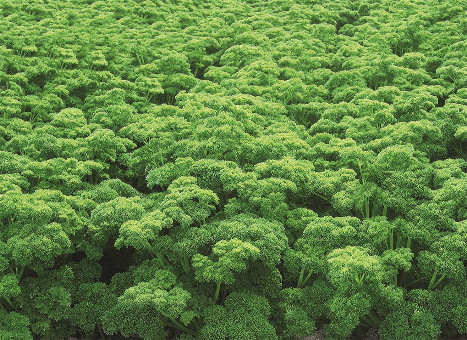 Petražolės garbanotos, labai derlingos 'MOSKRUL 2' 100 g (Didelė pakuotė) GS. Petražolės garbanotos, labai derlingos 'MOSKRUL 2' 100 g (Didelė pakuotė) GS.