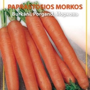 Morkos vidutinio vėlyvumo, stambios 'BERLICUM' 3 g H. Morkos vidutinio vėlyvumo, stambios 'BERLICUM' 3 g H.