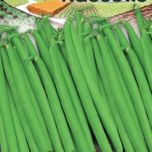 Šparaginės pupelės žemos žalios, derlingos 'SLENDERETTE' 40 g (Naudinga pakuotė) HOR. NAUJIENA 2025 m.