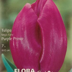 Paprastosios ankstyvosios tulpės purpurinei violetinės, vidutinio aukščio, tinka pražydinimui vazone 'PURPLE PRINCE', 7 svogūnėlių (Elite) Paprastosios ankstyvosios tulpės purpurinei violetinės, vidutinio aukščio, tinka pražydinimui vazone 'PURPLE PRINCE', 7 svogūnėlių (Elite)