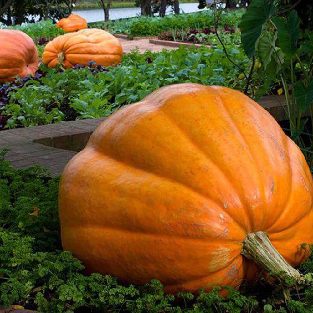 Moliūgai didieji oranžiniai, rekordui 'ATLANTIC GIANT' 3g L. Moliūgai didieji oranžiniai, rekordui 'ATLANTIC GIANT' 3g L.