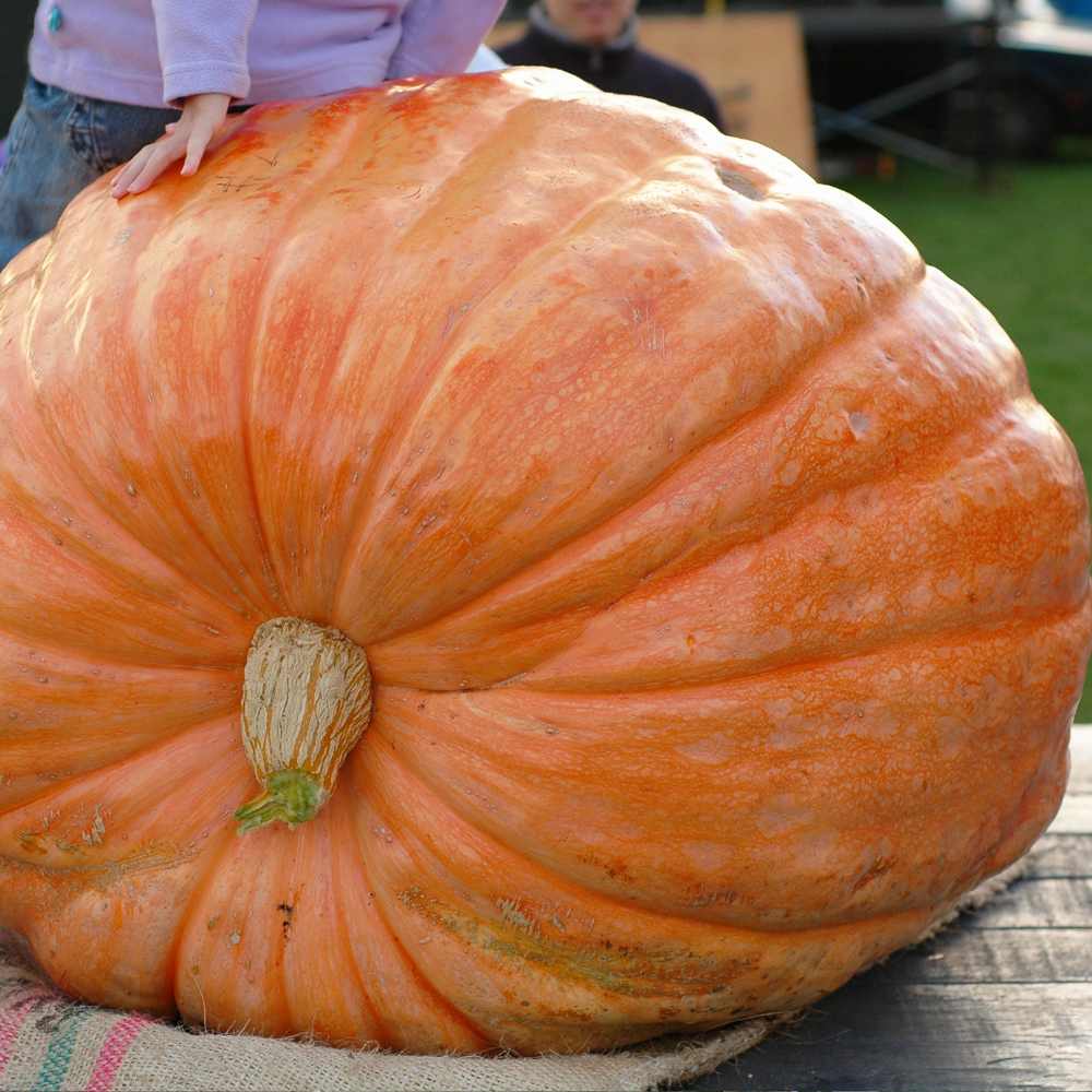 Moliūgai didieji oranžiniai, rekordui 'ATLANTIC GIANT' 3g L. Moliūgai didieji oranžiniai, rekordui 'ATLANTIC GIANT' 3g L.