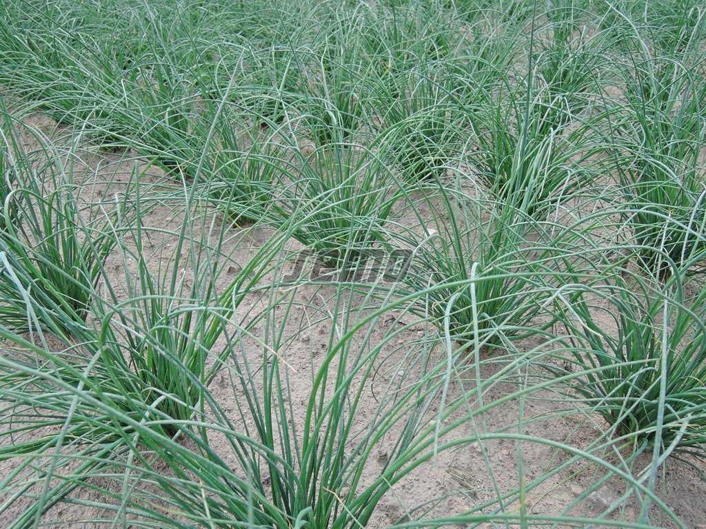 Laiškiniai česnakai (žieminiai svogūnai), ploni laiškai, tinka auginti vazone 'PRAGA' 1,8 g SM. Laiškiniai česnakai (žieminiai svogūnai), ploni laiškai, tinka auginti vazone 'PRAGA' 1,8 g SM.