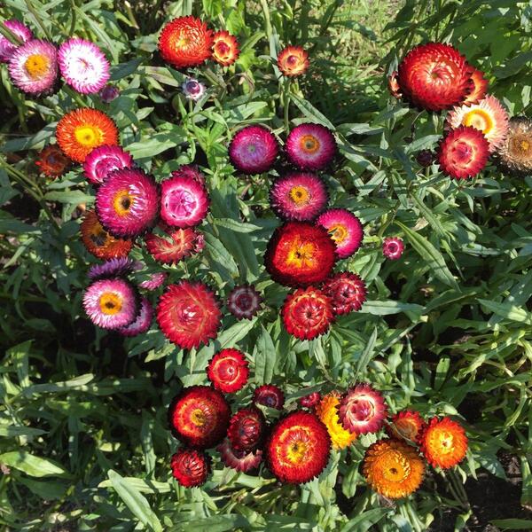 Darželiniai šlamučiai aukšti, pilnaviduriai, mišinys 'STROBLOEM MIX' 0,3 g SLG. Darželiniai šlamučiai aukšti, pilnaviduriai, mišinys 'STROBLOEM MIX' 0,3 g SLG.