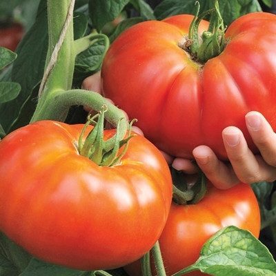 Pomidorai stambiais (MAXI) vaisiais, vidutinio vėyvumo, aukštaūgiai, skanūs 'BEEFMASTER F1' 25 sėklos SLG. NAUJIENA 2025 m. Pomidorai stambiais (MAXI) vaisiais, vidutinio vėyvumo, aukštaūgiai, skanūs 'BEEFMASTER F1' 25 sėklos SLG. NAUJIENA 2025 m.