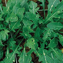 Šatreiniai siauralapiai (daugiametės rukolos) 'WILD ROCKET' 1,2 g SM. (Naudinga pakuotė) Šatreiniai siauralapiai (daugiametės rukolos) 'WILD ROCKET' 1,2 g SM. (Naudinga pakuotė)