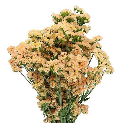 Karpytalapiai kermėkai persikiniai (lašišiniai), vienmetės 0,3 g L. NAUJIENA 2025 m. Karpytalapiai kermėkai persikiniai (lašišiniai), vienmetės 0,3 g L. NAUJIENA 2025 m.