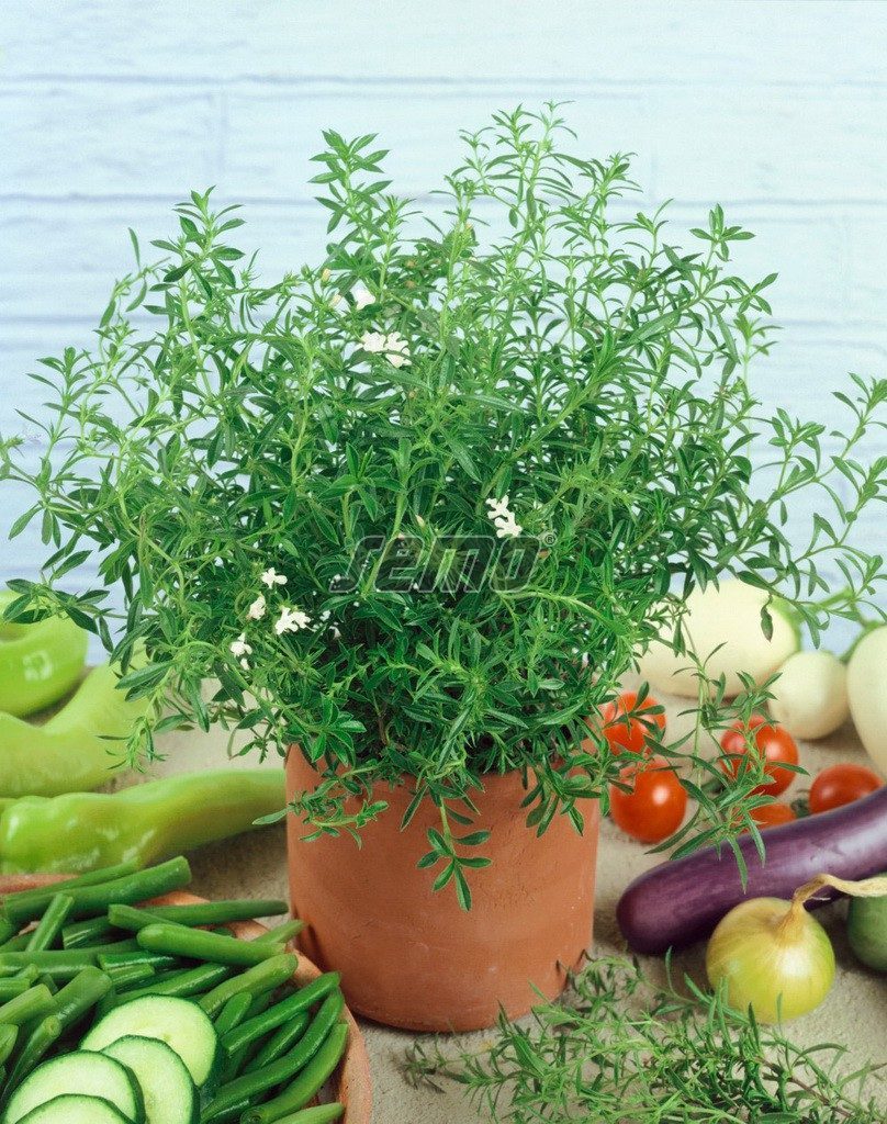 Dašiai darželiniai, vienmečiai, juodųjų pipirų pakaitalai 'SATURJKA' 1 g (Naudinga pakuotė) SM. Dašiai darželiniai, vienmečiai, juodųjų pipirų pakaitalai 'SATURJKA' 1 g (Naudinga pakuotė) SM.