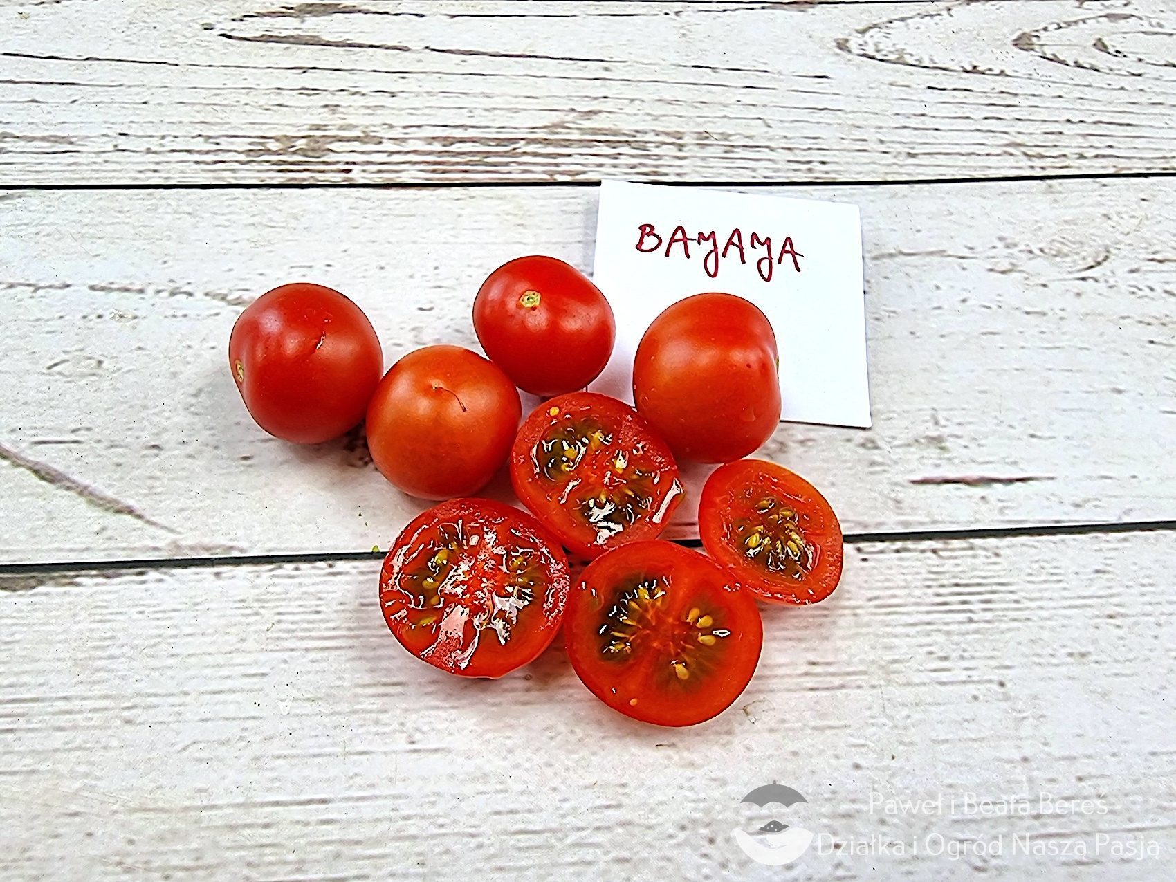 Pomidorai vazoniniai (balkonui) žemi, labai derlingi, labai ankstyvi, raudoni, vyšniniai, su pomidorų rūgštele 'BAJAJA' 0,1 g T. Pomidorai vazoniniai (balkonui) žemi, labai derlingi, labai ankstyvi, raudoni, vyšniniai, su pomidorų rūgštele 'BAJAJA' 0,1 g T.