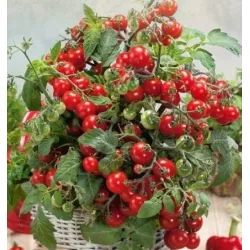 Pomidorai vazoniniai (balkonui) žemi, labai derlingi, labai ankstyvi, raudoni, vyšniniai, su pomidorų rūgštele 'BAJAJA' 0,1 g T. Pomidorai vazoniniai (balkonui) žemi, labai derlingi, labai ankstyvi, raudoni, vyšniniai, su pomidorų rūgštele 'BAJAJA' 0,1 g T.