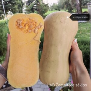 Moliūgai sviestiniai („kriaušiniai“) hibridiniai 'ARIEL F1' 5 sėklos