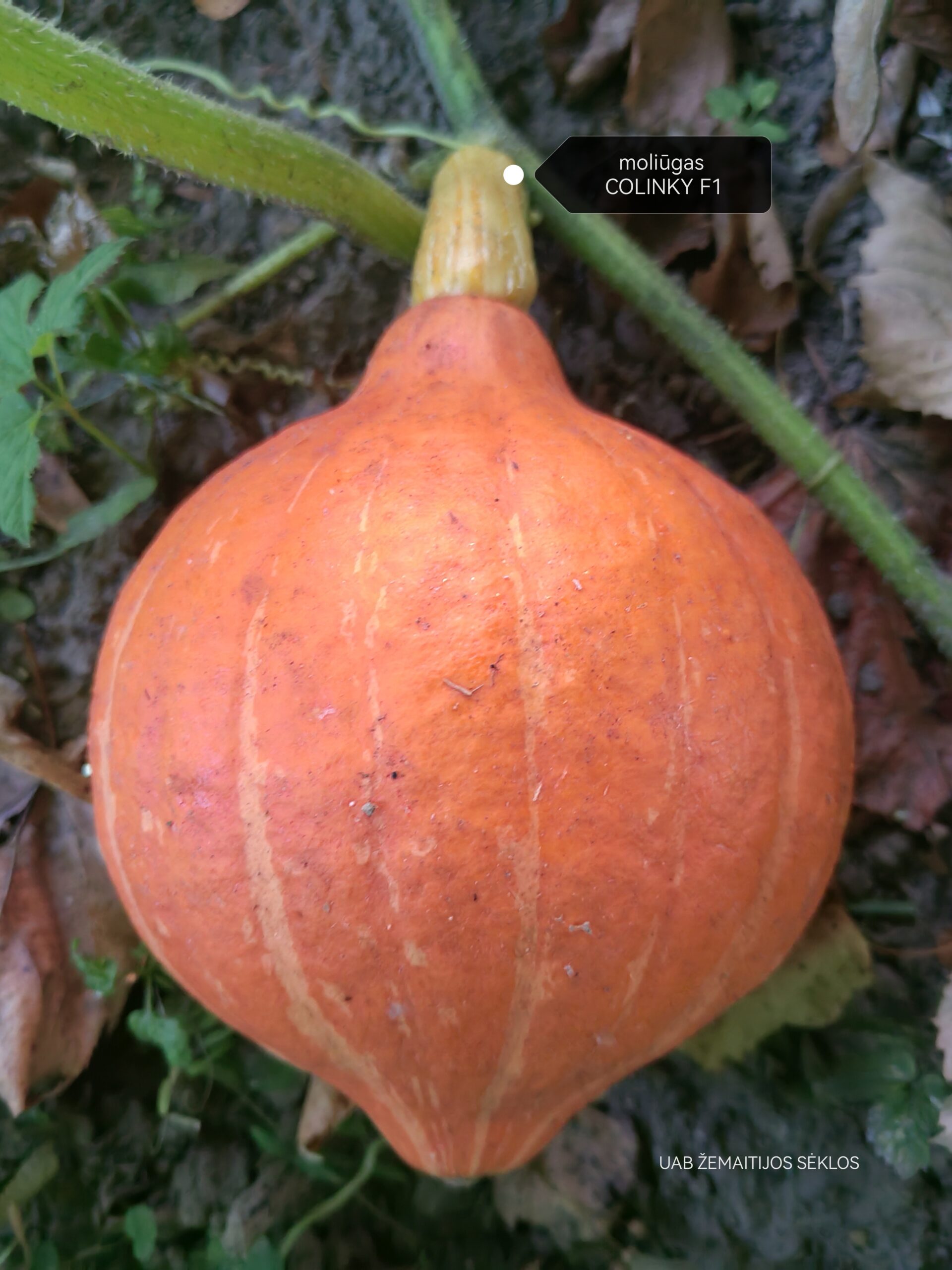 Moliūgai Hokkaido tipo mažais vaisiais, tamsiai oranžiniai, saldūs 'COLINKY F1' 5 sėklos. NAUJIENA 2023 m. Moliūgai Hokkaido tipo mažais vaisiais, tamsiai oranžiniai, saldūs 'COLINKY F1' 5 sėklos. NAUJIENA 2023 m.