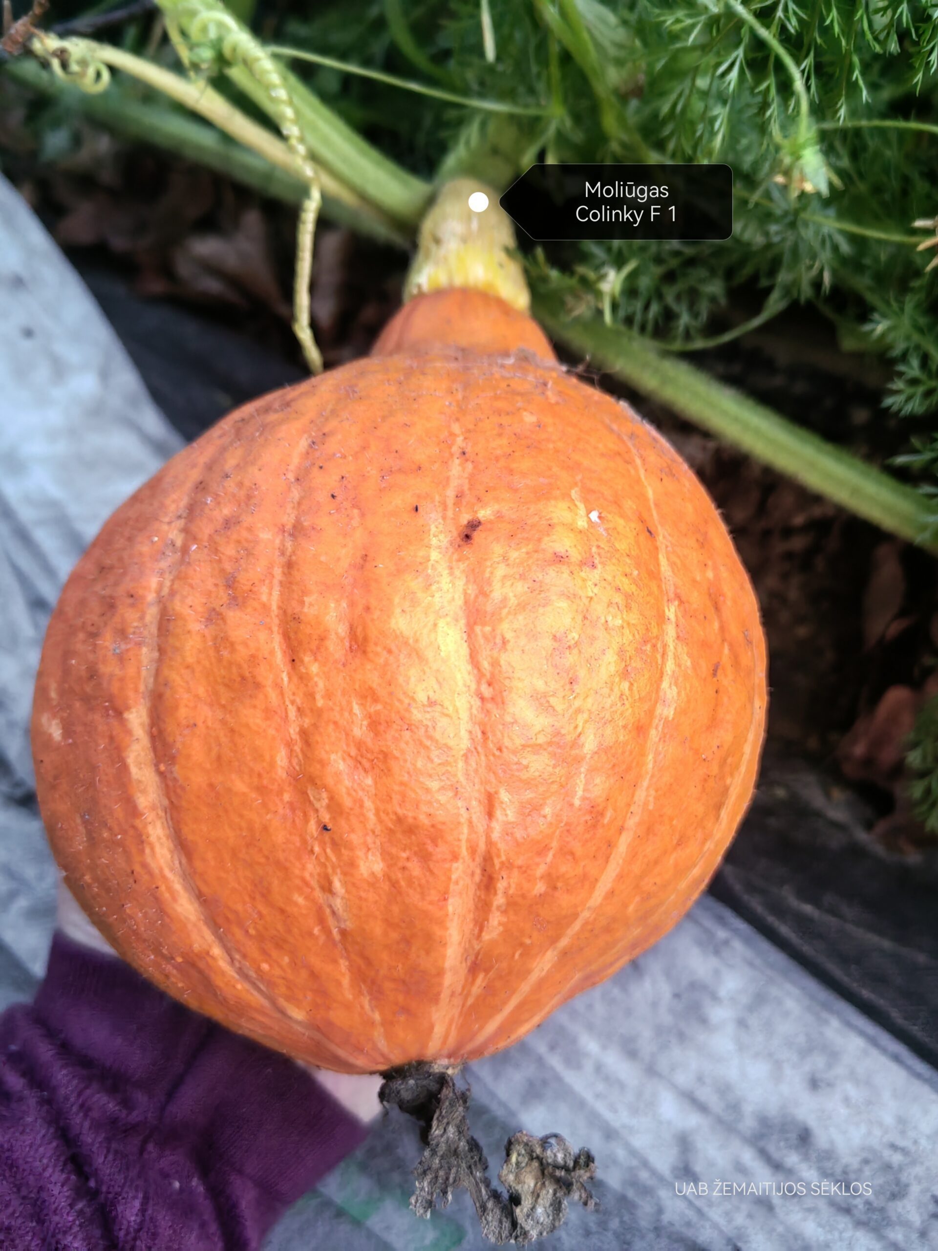 Moliūgai Hokkaido tipo mažais vaisiais, tamsiai oranžiniai, saldūs 'COLINKY F1' 5 sėklos. NAUJIENA 2023 m. Moliūgai Hokkaido tipo mažais vaisiais, tamsiai oranžiniai, saldūs 'COLINKY F1' 5 sėklos. NAUJIENA 2023 m.