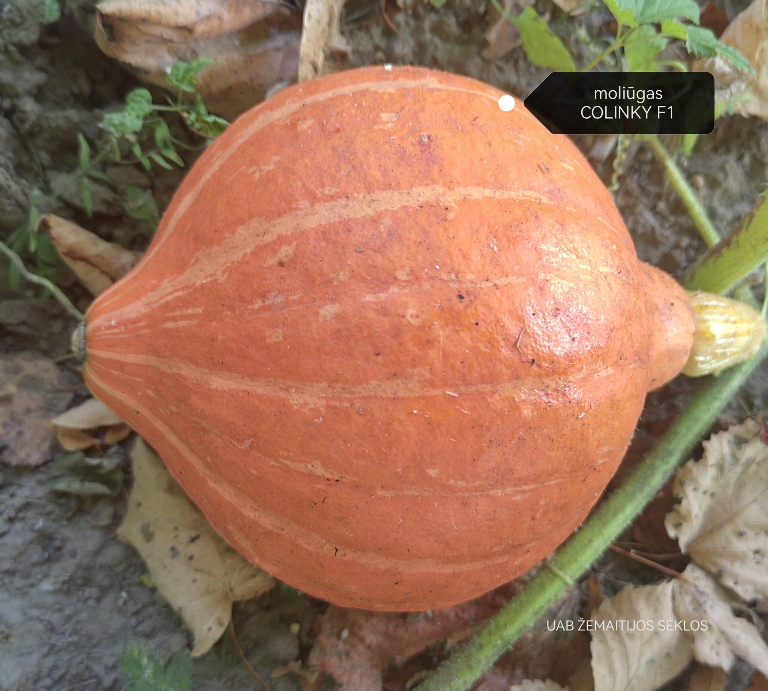 Moliūgai Hokkaido tipo mažais vaisiais, tamsiai oranžiniai, saldūs 'COLINKY F1' 5 sėklos. NAUJIENA 2023 m. Moliūgai Hokkaido tipo mažais vaisiais, tamsiai oranžiniai, saldūs 'COLINKY F1' 5 sėklos. NAUJIENA 2023 m.