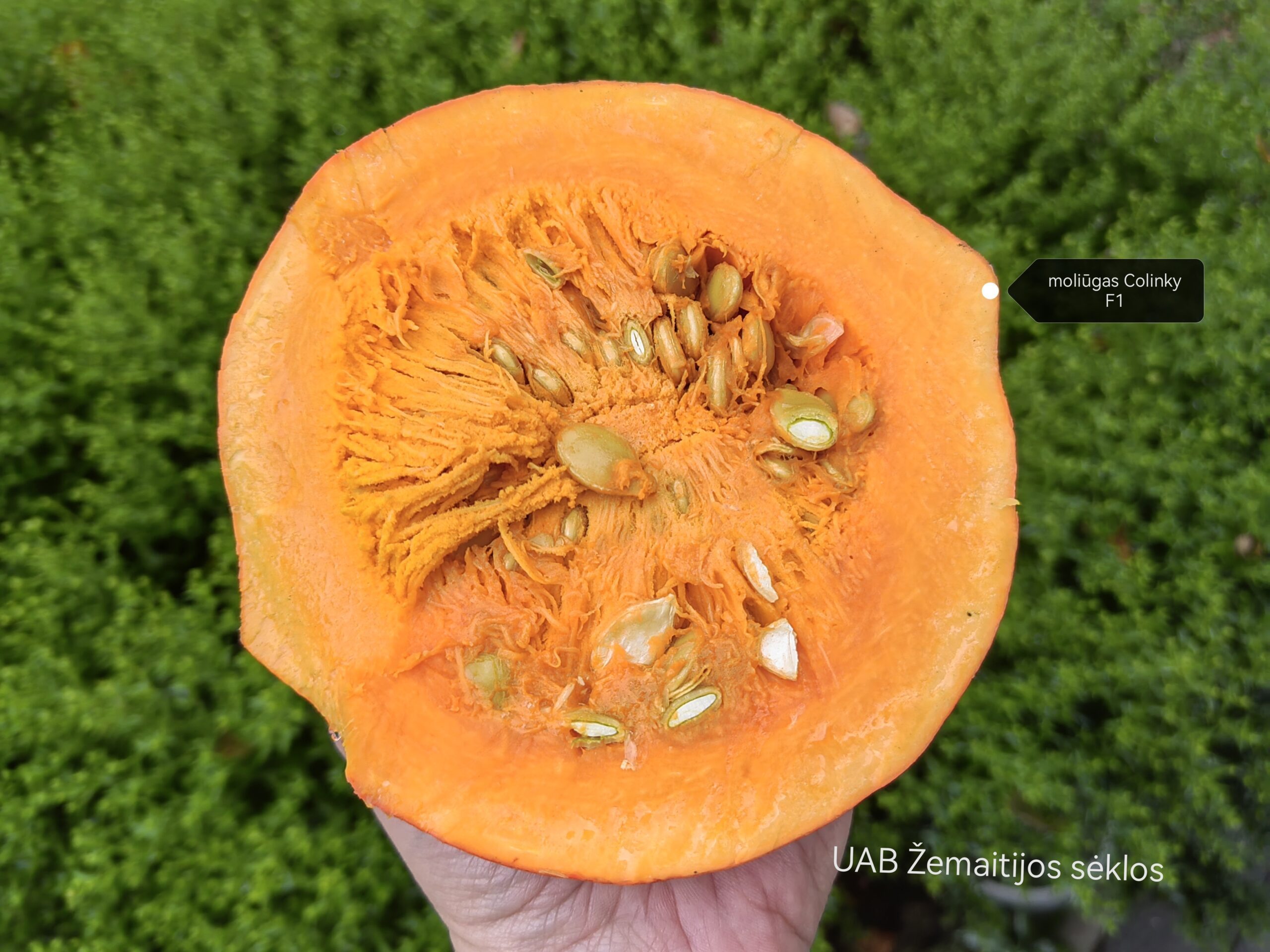 Moliūgai Hokkaido tipo mažais vaisiais, tamsiai oranžiniai, saldūs 'COLINKY F1' 5 sėklos. NAUJIENA 2023 m. Moliūgai Hokkaido tipo mažais vaisiais, tamsiai oranžiniai, saldūs 'COLINKY F1' 5 sėklos. NAUJIENA 2023 m.