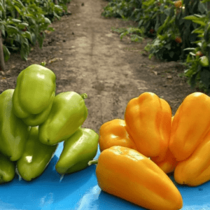 Saldžiosios paprikos ankstyvos, derlingos, kūginės, žalsvos iki geltonai oranžinių 'PIROUET H' 100 sėklų (Didelė pakuotė) SG. NAUJIENA 2025 m.