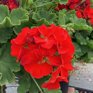 Pelargonijos juostuotosios (krūminės) ryškiai raudonais žiedais, naujos kartos - peržydėję žiedai savaime nukrenta 'FALCON F1 SCARLET' 5 sėklos S. NAUJIENA 2025 m. Pelargonijos juostuotosios (krūminės) ryškiai raudonais žiedais, naujos kartos - peržydėję žiedai savaime nukrenta 'FALCON F1 SCARLET' 5 sėklos S. NAUJIENA 2025 m.