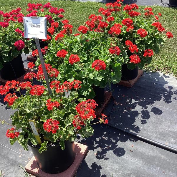 Pelargonijos juostuotosios (krūminės) ryškiai raudonais žiedais, naujos kartos - peržydėję žiedai savaime nukrenta 'FALCON F1 SCARLET' 5 sėklos S. NAUJIENA 2025 m. Pelargonijos juostuotosios (krūminės) ryškiai raudonais žiedais, naujos kartos - peržydėję žiedai savaime nukrenta 'FALCON F1 SCARLET' 5 sėklos S. NAUJIENA 2025 m.