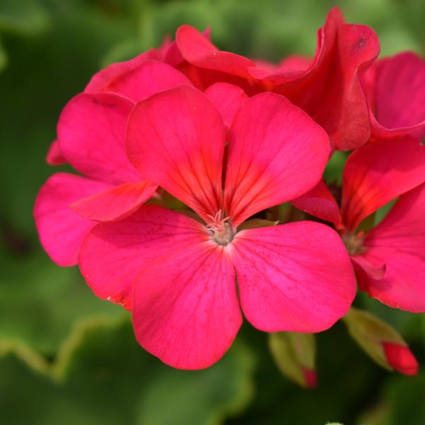 Pelargonijos uostuotosios (krūminės) violetiniais žiedais, naujos kartos - peržydėję žiedai savaime nukrenta 'FALCON F1 VIOLET' 5 sėklos S. NAUJIENA 2025 m. Pelargonijos uostuotosios (krūminės) violetiniais žiedais, naujos kartos - peržydėję žiedai savaime nukrenta 'FALCON F1 VIOLET' 5 sėklos S. NAUJIENA 2025 m.