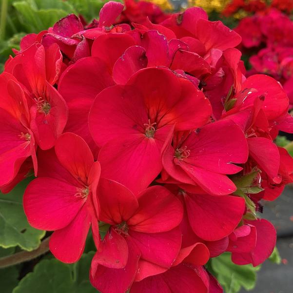 Pelargonijos uostuotosios (krūminės) violetiniais žiedais, naujos kartos - peržydėję žiedai savaime nukrenta 'FALCON F1 VIOLET' 5 sėklos S. NAUJIENA 2025 m. Pelargonijos uostuotosios (krūminės) violetiniais žiedais, naujos kartos - peržydėję žiedai savaime nukrenta 'FALCON F1 VIOLET' 5 sėklos S. NAUJIENA 2025 m.
