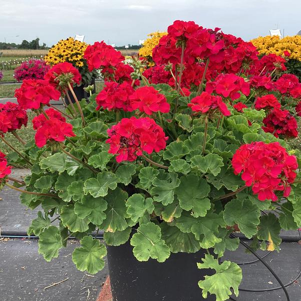 Pelargonijos uostuotosios (krūminės) violetiniais žiedais, naujos kartos - peržydėję žiedai savaime nukrenta 'FALCON F1 VIOLET' 5 sėklos S. NAUJIENA 2025 m. Pelargonijos uostuotosios (krūminės) violetiniais žiedais, naujos kartos - peržydėję žiedai savaime nukrenta 'FALCON F1 VIOLET' 5 sėklos S. NAUJIENA 2025 m.