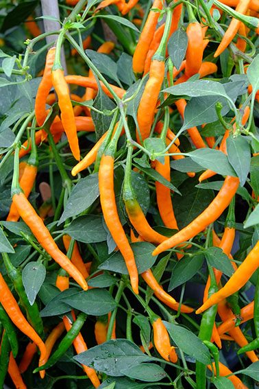 Paprikos aitriosios oranžinės, laukui, šiltnamiui, vazonui 'KILIAN' 0,1 g A. Paprikos aitriosios oranžinės, laukui, šiltnamiui, vazonui 'KILIAN' 0,1 g A.