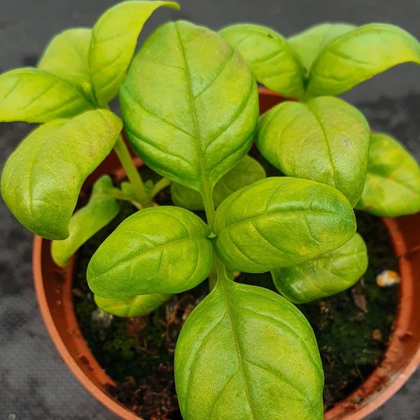 Kvapieji bazilikai platūs 'TOSCANO' 1 g (Naudinga pakuotė) S. Kvapieji bazilikai platūs 'TOSCANO' 1 g (Naudinga pakuotė) S.