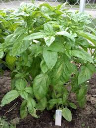 Kvapieji bazilikai platūs 'TOSCANO' 1 g (Naudinga pakuotė) S. Kvapieji bazilikai platūs 'TOSCANO' 1 g (Naudinga pakuotė) S.