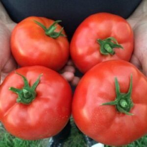 Pomidorai ankstyvi, aukšti, stambūs, atsparūs ligoms 'MAHITOS F1' 10 sėklų PS.