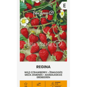 Žemuogės raudonos, didelės, saldžios, daugiametės 'REGINA' 0,1 g A.